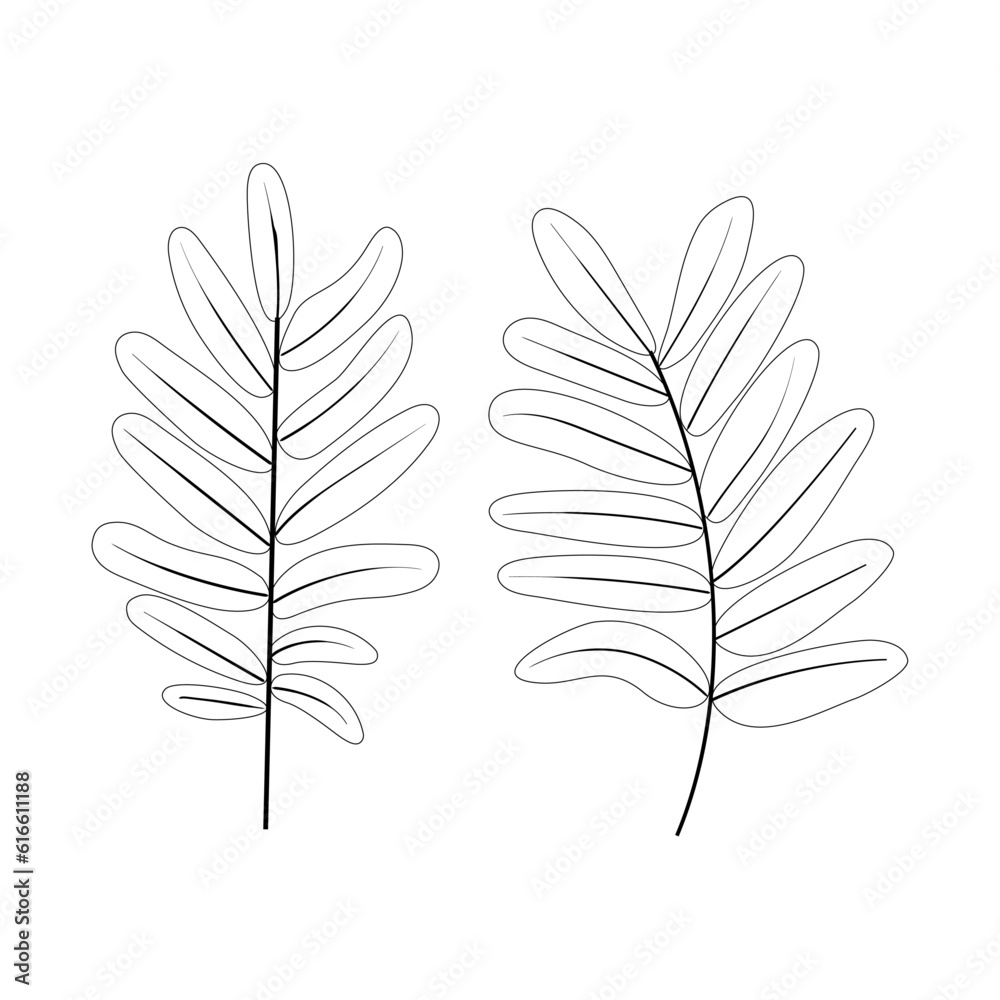 Rowan leaf icon drawn in outline isolated on transparent and white background. Closeup hand drawn line sketch element for abstract design decoration. Vector illustration of nature graphic element.