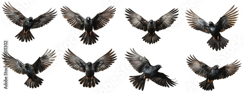 A collection of black birds fluttering in the air on a transparent background, Generative AI photo