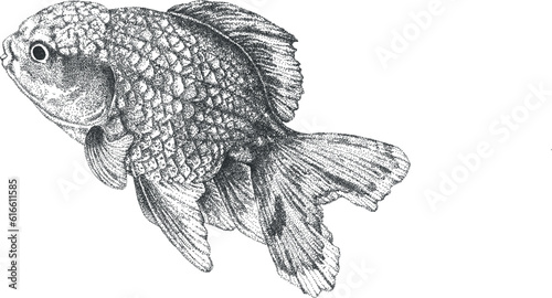 Gold Fish Illustration