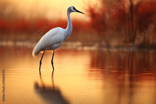 A lone crane in the forest