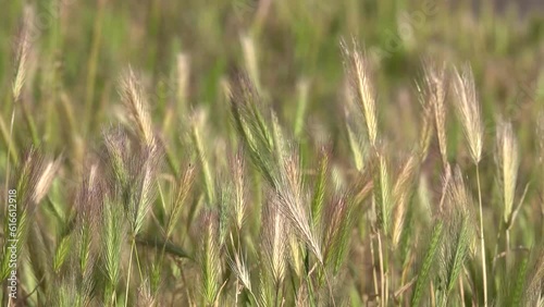 Spikelets of the plant Mouse barley - Hordeum marinum in the field close-up