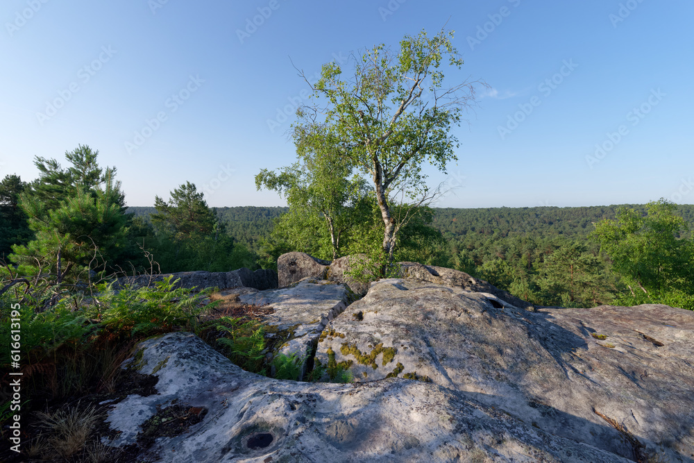 Rocher de la Reine point of view in Fontainebleau forest