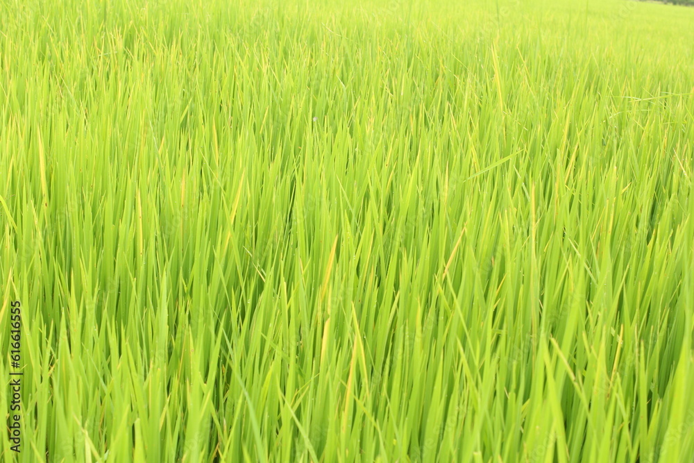 rice field and green grass pattern background rice field and green grass pattern background