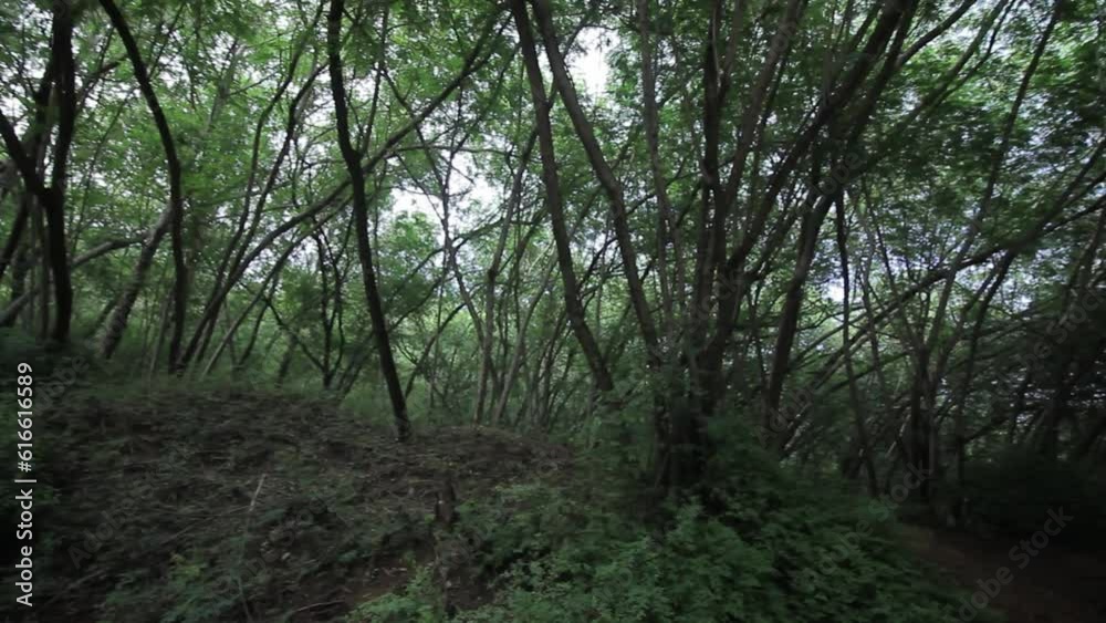 haunted creepy forest. jungle haunted creepy forest. jungle