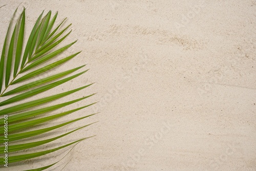 Abstract green palm leaf on sand beach with copy space.                              