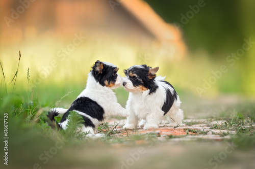 two curious small puppies sniffing each other outdoors in summer