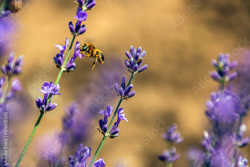 A bee flies up to a beautiful blooming lavender 