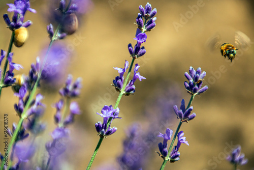 A bee flies next to a beautiful blooming lavender 