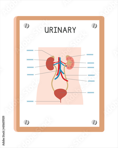 Human urinary system poster clipart cartoon style, vector design. Use in hospital or clinic wall poster cartoon concept. Urinary system diagram cartoon style. Hospital and clinic department concept