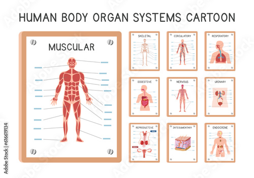 Human organ systems diagram poster clipart cartoon style vector set. Muscular, skeletal, circulatory, respiratory, digestive, urinary, endocrine, nervous, integumentary, reproductive system hand drawn photo