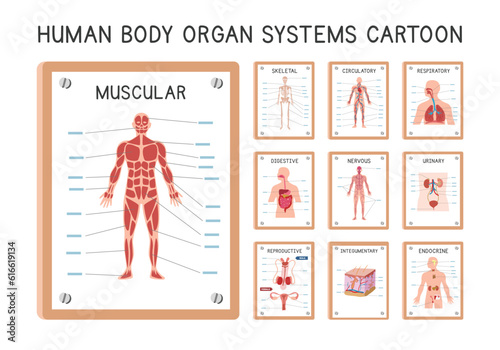 Human organ systems diagram poster clipart cartoon style vector set. Muscular, skeletal, circulatory, respiratory, digestive, urinary, endocrine, nervous, integumentary, reproductive system hand drawn