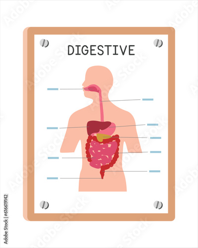 Human digestive system poster clipart cartoon style, vector design. Use in hospital or clinic wall poster cartoon concept. Digestive system diagram cartoon style. Hospital, clinic department concept
