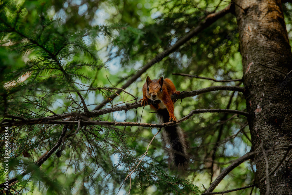 Red squirrel on pine branches