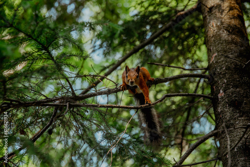 Red squirrel on pine branches © Stanislava