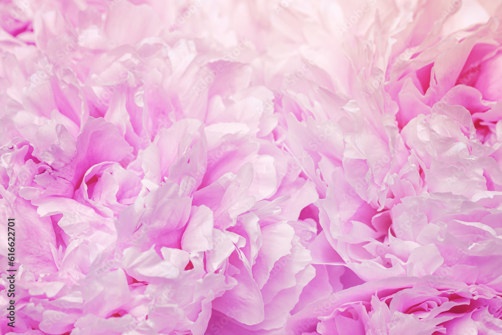 Beautiful view of purple pink peonies close up lit by sunlight, sun glare. Natural trend color gradient top view beauty nature aesthetic background. Natural petals floral pattern, selective