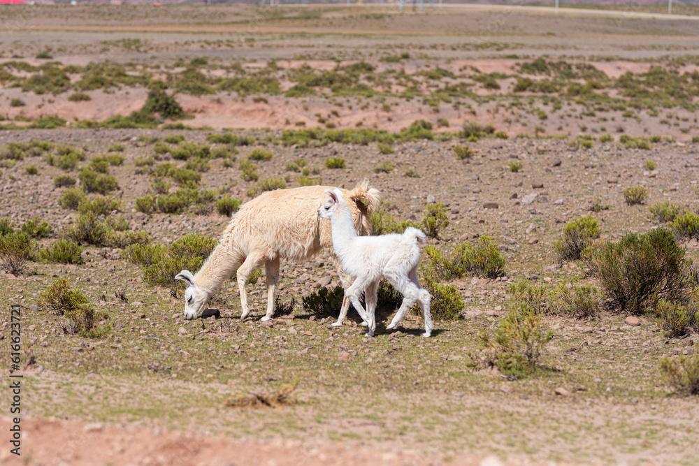 Alpakas und Lamas in der Wüste am Tag Alpakas und Lamas in der Wüste am Tag