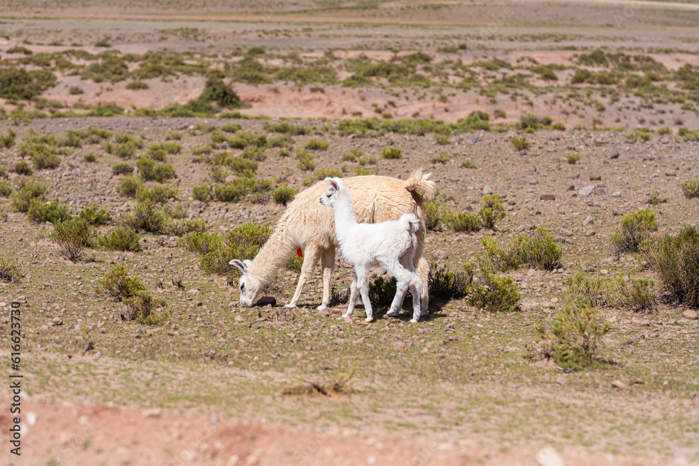 Alpakas und Lamas in der Wüste am Tag