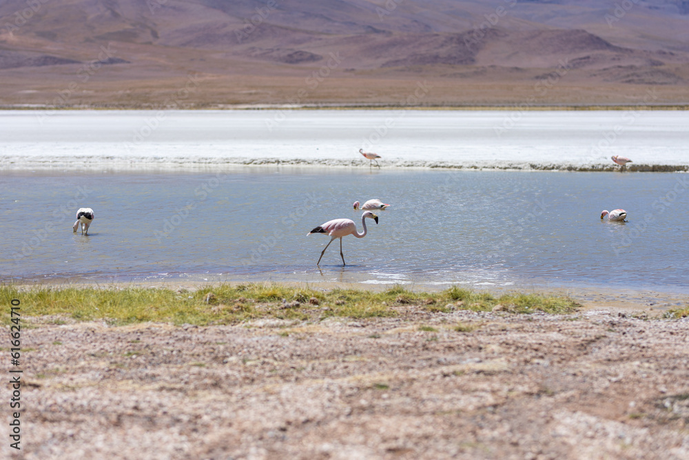 Flamingos in einer Lagune in der Salar de Uyuni in Bolivien