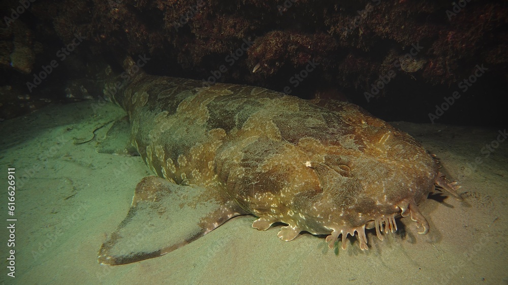 Obraz premium Wobbegong