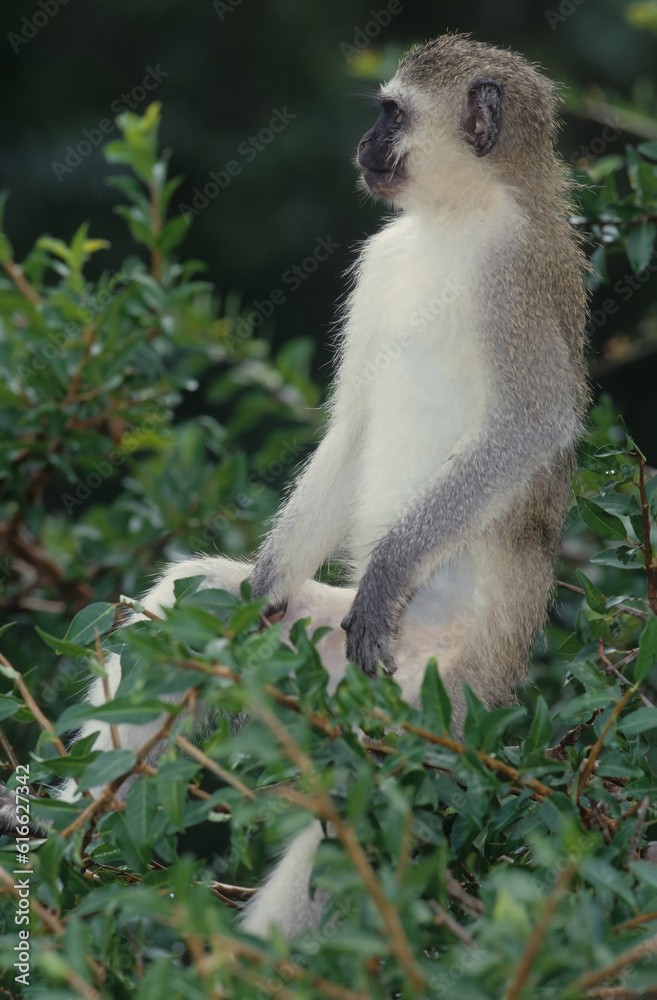 Obraz premium Vervet monkey