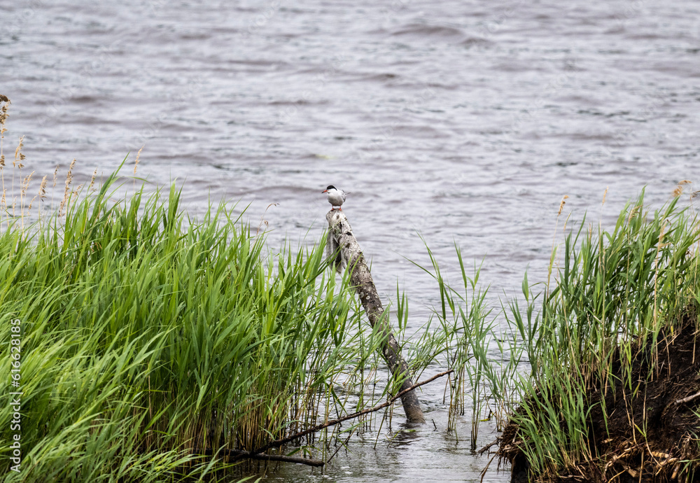 a bird sits on a snag between the reeds on the lake a bird sits on a snag between the reeds on the lake