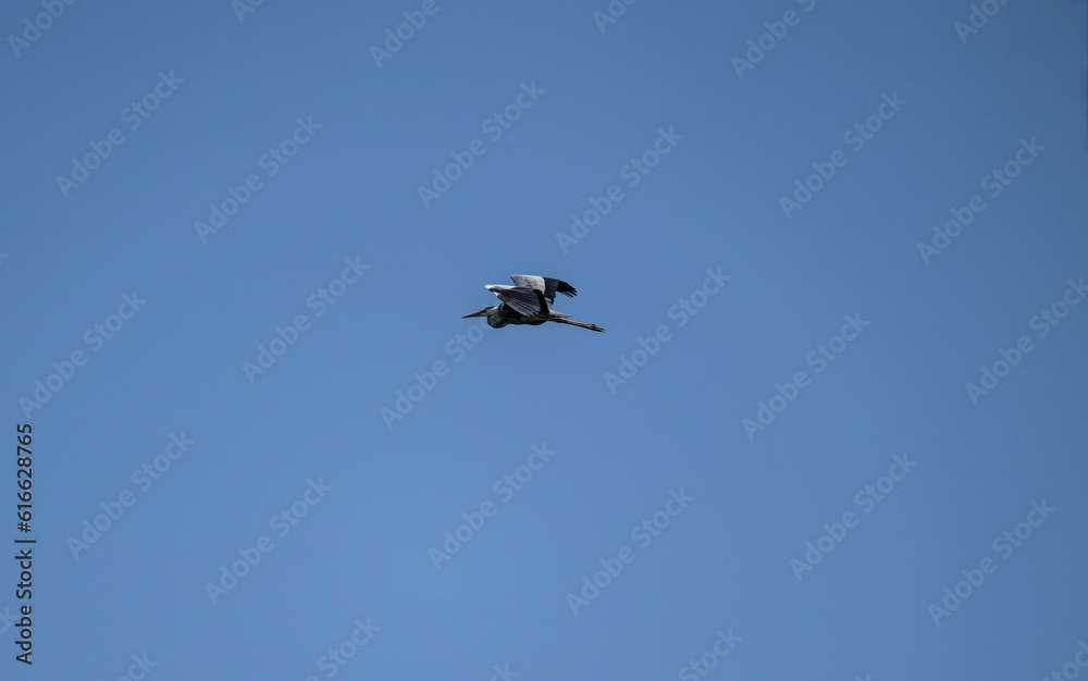 Obraz premium gray heron soars in the air near the river in search of food on a sunny day