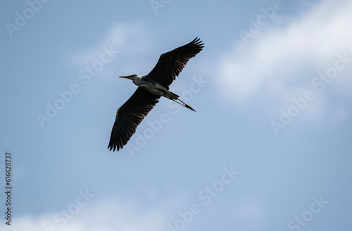 gray heron soars in the air near the river in search of food on a sunny day