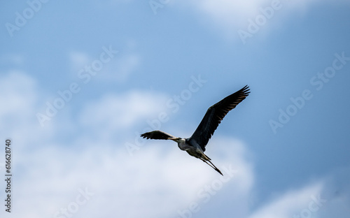 gray heron soars in the air near the river in search of food on a sunny day