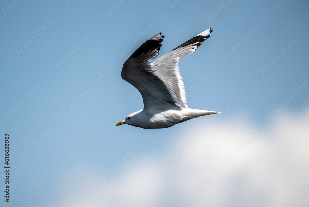 black-headed gulls near the river in search of food on a sunny day black-headed gulls near the river in search of food on a sunny day