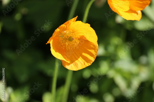 Poppy flowers in sunlight