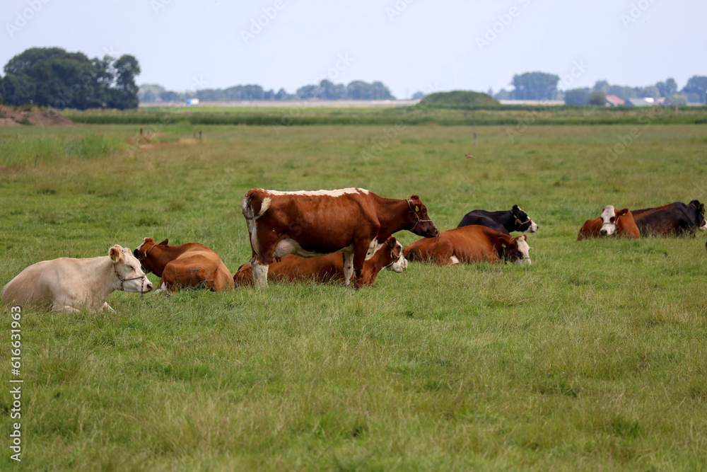 White red and black Holstein Frisian cows at a meadow