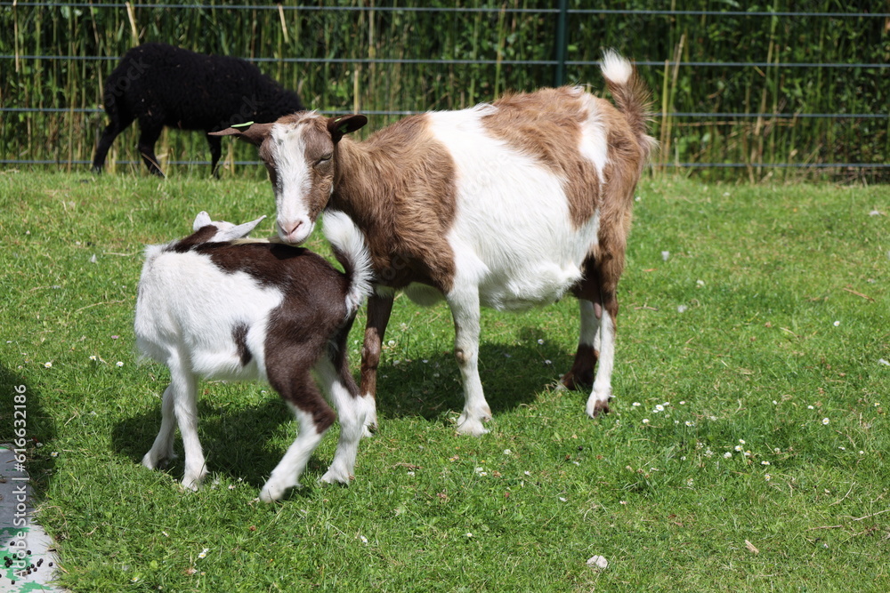 Goats with young goats at farm in Nieuwerkerk aan den IJssel Goats with young goats at farm in Nieuwerkerk aan den IJssel