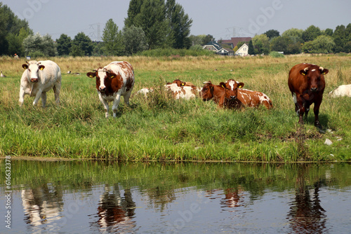 Cows on a meadow in Park hitland reflecting in the water with Nieuwerkerk aan den IJssel skyline on the background. photo