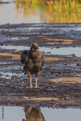 American black vulture on Trinidad pitch lake. The black vulture (Coragyps atratus) is a large bird of prey. The Pitch Lake (La Brea, Trinidad) is the largest natural deposit of asphalt in the world.