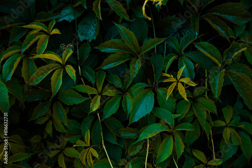 Wallpaper Mural Green leaves background template, natural background and wallpaper Torontodigital.ca