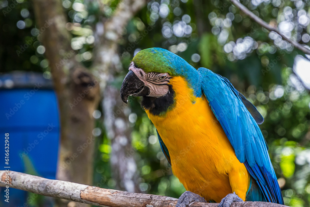 A large multi-colored macaw parrot sits on a branch and begs for food. The Ara ararauna (blue-and-yellow or blue-and-gold macaw) lives in the forest, woodland and savannah of tropical South America.