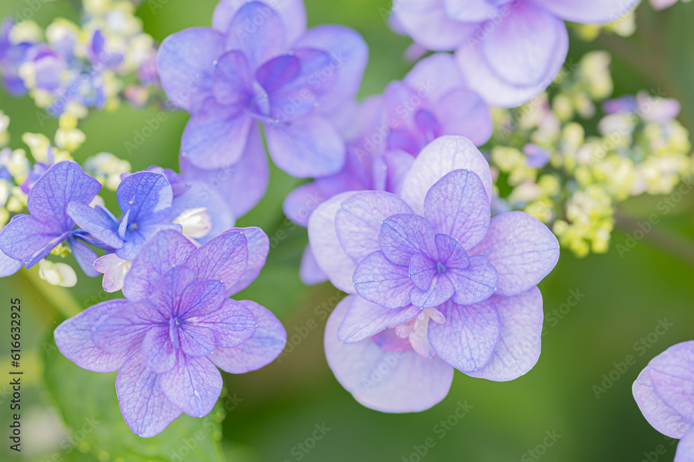 紫陽花 クローズアップ 紫陽花 クローズアップ