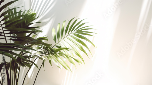 palm plant in studio interior white background wall. Transparent blurry shadow of tropical leaves morning sun light, generative ai