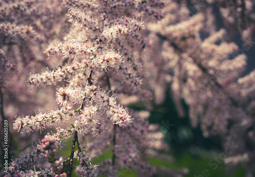 Tamarix Flowers, Pink Tamarisk Closeup, Flowering Tree Salt Cedar Tree, Taray Macro Photo photo