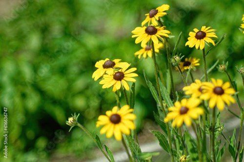 Chamomile in the garden in summer