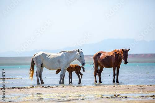 Horses on the lake. Beautiful horses with a foal in the wild  mane fluttering in the wind. Wild nature  beautiful scenery.