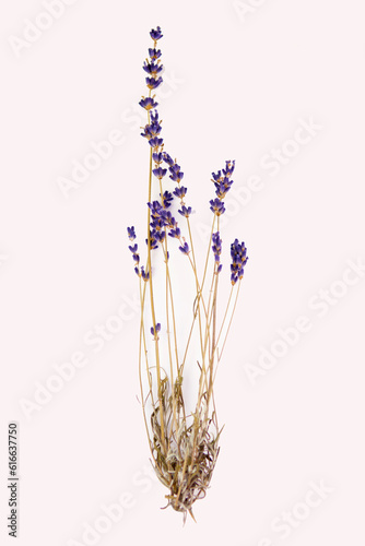 Dry lavender bush, with flower and stem, isolated on a white background, purple color, vertically, at close range, none