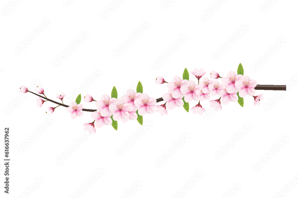 Cherry blossom branch with sakura flower. Falling petals, flowers ...