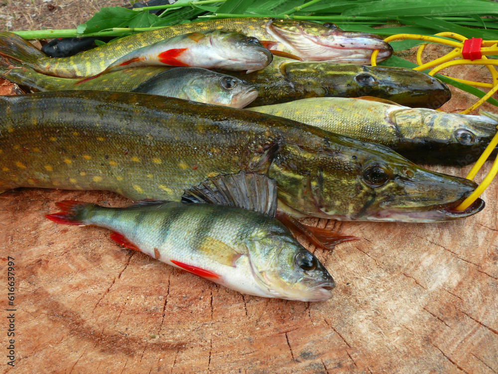 Pike, perch and other fish on a tree stump. Pike, perch and other fish on a tree stump.