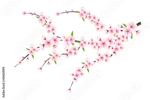 Cherry blossom branch with sakura flower. Falling petals, flowers. Isolated flying realistic Japanese pink cherry or apricot floral elements background. Cherry blossom branch, flower petal illustrati