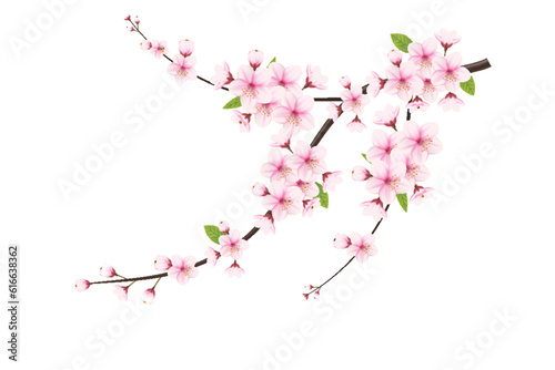 Cherry blossom branch with sakura flower. Falling petals, flowers. Isolated flying realistic Japanese pink cherry or apricot floral elements  background. Cherry blossom branch, flower petal illustrati