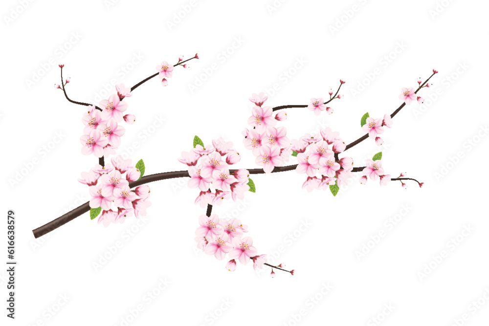 Cherry blossom branch with sakura flower. Falling petals, flowers ...
