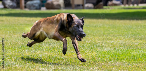 A Belgian  Malinois,