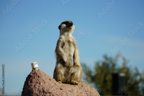 Photography Meerkat in Sydney Zoo, Australia