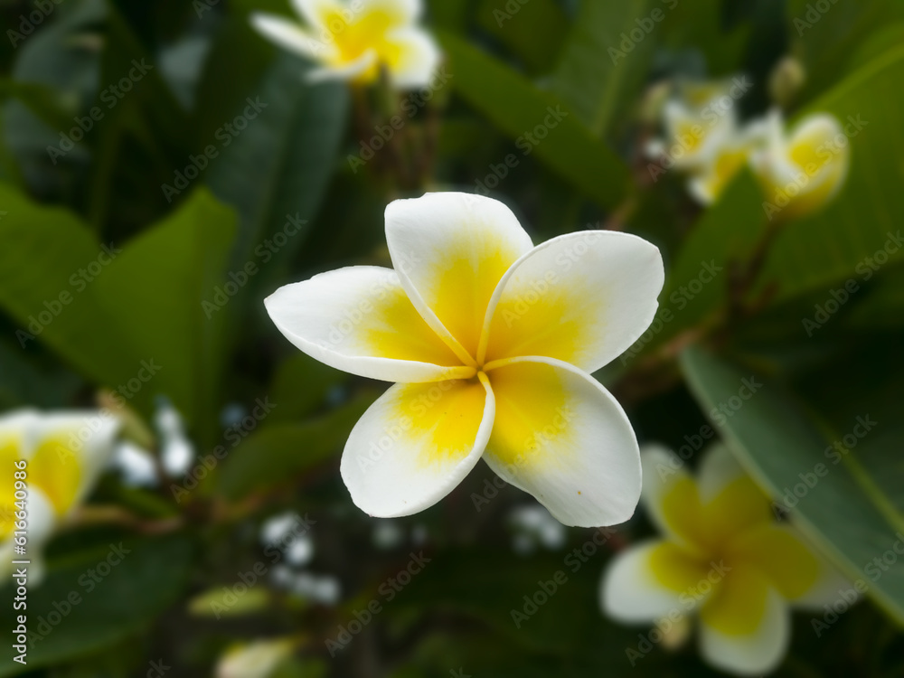 Fototapeta premium frangipani plumeria flower Temple Tree, Graveyard Tree